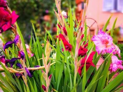 Capriccia centar u Nebojanu