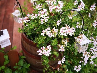 Capriccia centar u Nebojanu