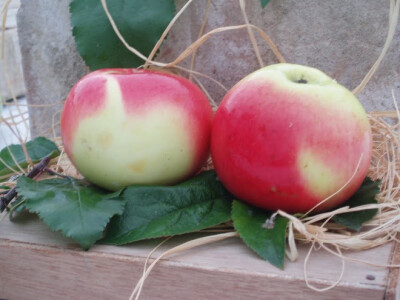 Prof. Ivan Bašić (posthumno)