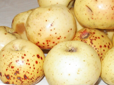 Prof. Ivan Bašić (posthumno)