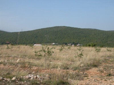 Čarićeva plantaža mladih badema u dalmatinsko-zagorskom kršu
