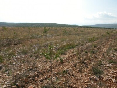 Osim badema, Čarić će na istoj lokaciji uzgajati i smilje, lavandu...