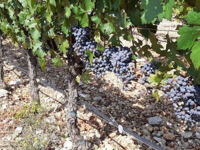 Carska vina Grgo Vasilj