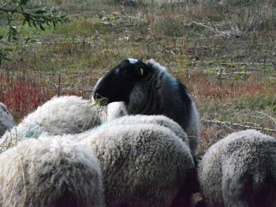 Carske ovce sa Bezdana Carske ovce sa Bezdana