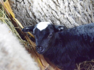 Carske ovce sa Bezdana Carske ovce sa Bezdana