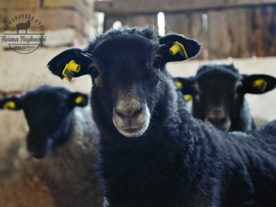 Carske ovce sa Bezdana Carske ovce sa Bezdana