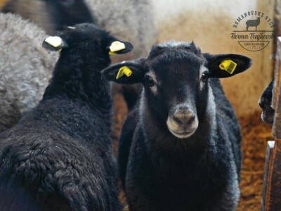 Carske ovce sa Bezdana Carske ovce sa Bezdana