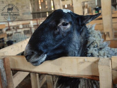 Carske ovce sa Bezdana Carske ovce sa Bezdana