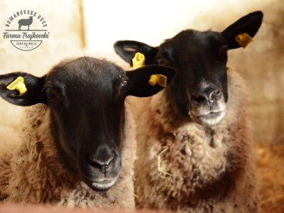 Carske ovce sa Bezdana Carske ovce sa Bezdana