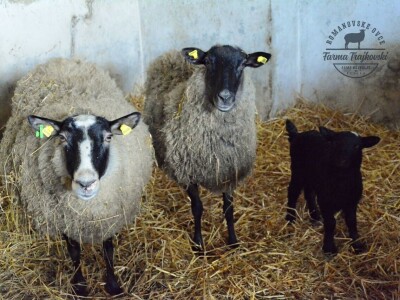 Carske ovce sa Bezdana Carske ovce sa Bezdana