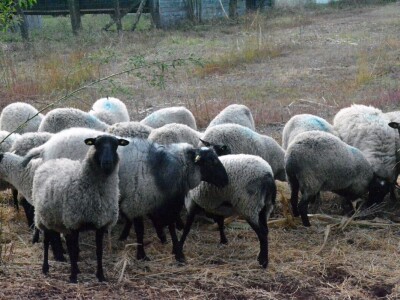 Carske ovce sa Bezdana Carske ovce sa Bezdana