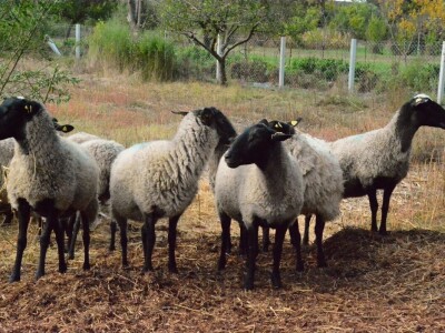 Carske ovce sa Bezdana Carske ovce sa Bezdana