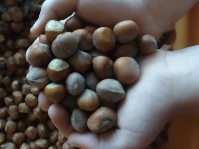 Carski biznis u selu Krajišnik: Kako je seoski lješnjak postao luksuzna roba