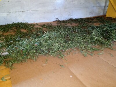 Carstvo organske hrane i lekovitog bilja