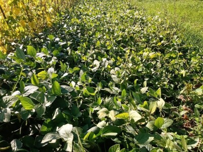 Carstvo organske hrane i lekovitog bilja