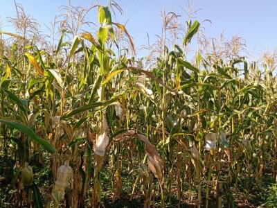 Carstvo organske hrane i lekovitog bilja