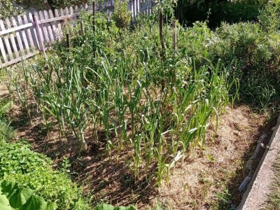 Carstvo organske hrane i lekovitog bilja