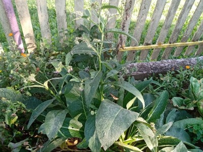 Carstvo organske hrane i lekovitog bilja