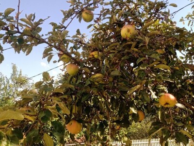 Carstvo organske hrane i lekovitog bilja