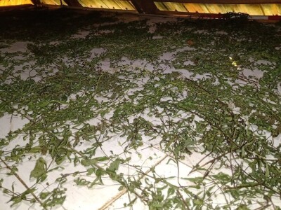 Carstvo organske hrane i lekovitog bilja