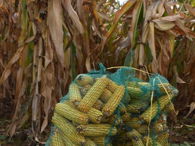 CATCHaCORN 2 - drugo studentsko takmičenje u berbi kukuruza