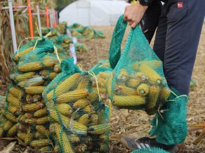 CATCHaCORN 2 - drugo studentsko takmičenje u berbi kukuruza