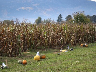 CATCHaCORN 2 - drugo studentsko takmičenje u berbi kukuruza