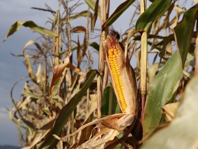 CATCHaCORN - Studentsko takmičenje u berbi kukuruza