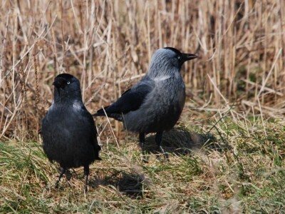 Ptice kao saveznici u poljoprivrednoj proizvodnji