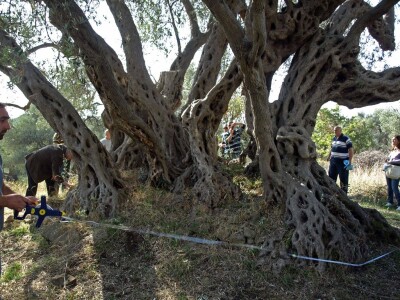 Stara maslina Stara maslina