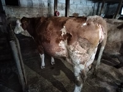 Čehinje nisu bolje od domaćih junica - zašto nema poticaja fizičkim licima?