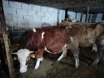 Čehinje nisu bolje od domaćih junica - zašto nema poticaja fizičkim licima?