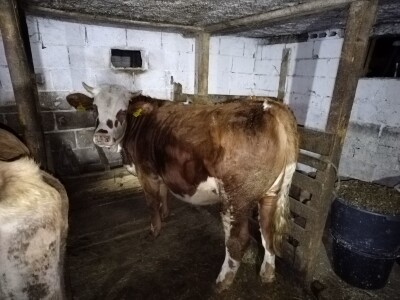 Čehinje nisu bolje od domaćih junica - zašto nema poticaja fizičkim licima?