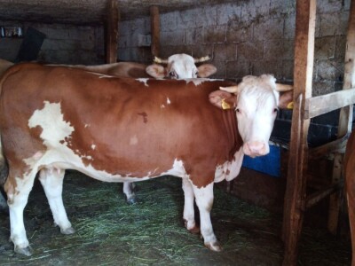Čehinje nisu bolje od domaćih junica - zašto nema poticaja fizičkim licima?