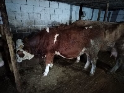 Čehinje nisu bolje od domaćih junica - zašto nema poticaja fizičkim licima?