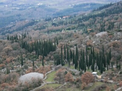 Čempres u dalmatinskom kršu