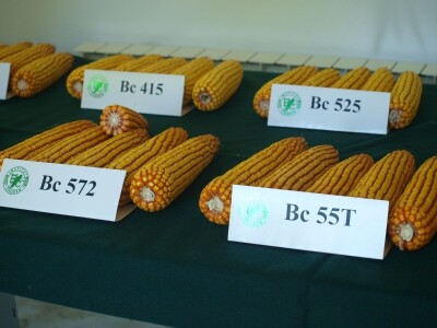 Centralni dan polja Bc hibrida kukuruza