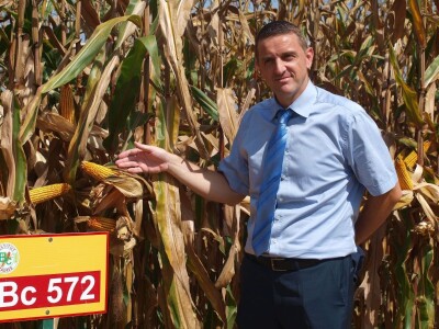 Centralni dan polja Bc hibrida kukuruza