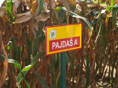 Centralni dan polja Bc hibrida kukuruza