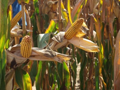 Centralni dan polja Bc hibrida kukuruza