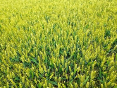 Centralni dan polja tvtrke Syngenta