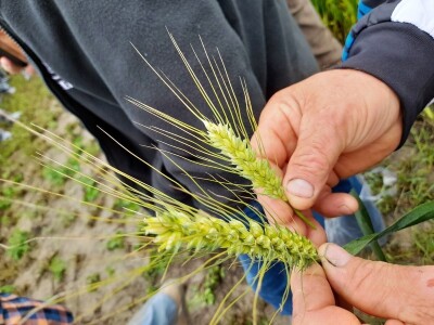 Centralni dan polja tvtrke Syngenta
