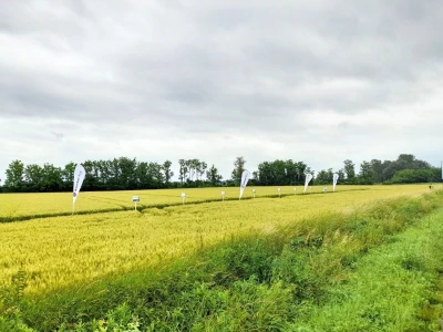 Centralni dan polja tvtrke Syngenta