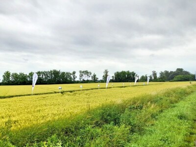 Centralni dan polja tvtrke Syngenta