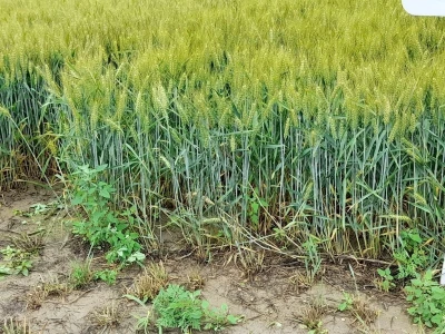 Centralni dan polja tvtrke Syngenta