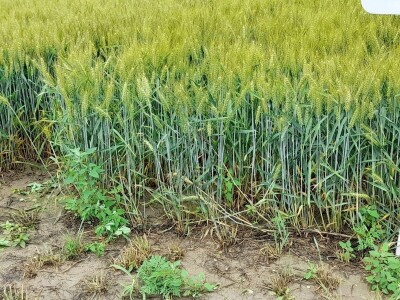 Centralni dan polja tvtrke Syngenta