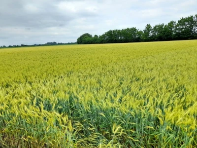 Centralni dan polja tvtrke Syngenta