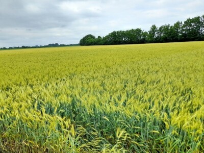 Centralni dan polja tvtrke Syngenta