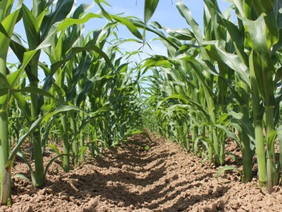 Centralni KWS dan polja