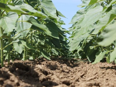 Centralni KWS dan polja